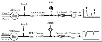 Anti-cyclooxygenase, anti-glycation, and anti-skin aging effect of Dendrobium officinale flowers’ aqueous extract and its phytochemical validation in aging